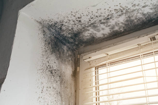 Affordable Attic Mold Remediation solutions in Howell, MI