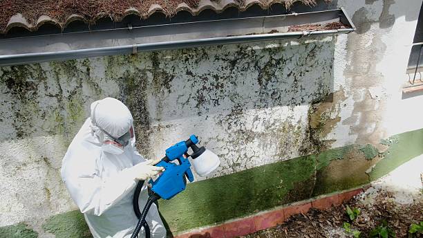 Top rated local Attic Mold Remediation specialists in Howell, MI